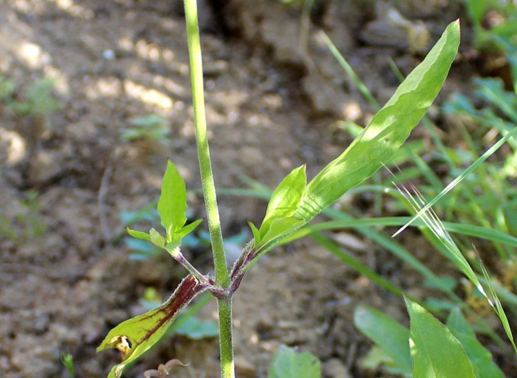 Image of Silene italica specimen.