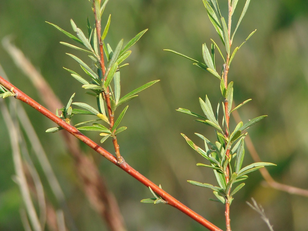 Image of Salix microstachya specimen.