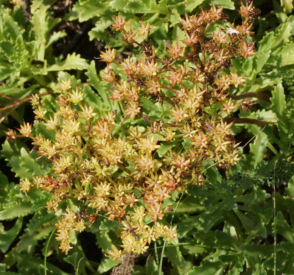 Изображение особи Aizopsis hybrida.