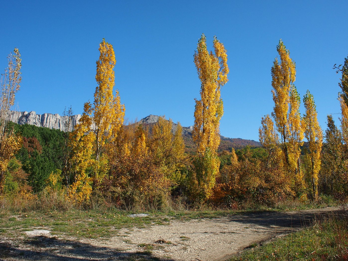 Image of Populus italica specimen.