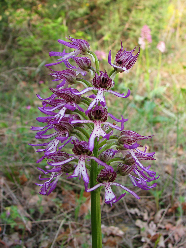 Image of Orchis &times; angusticruris specimen.