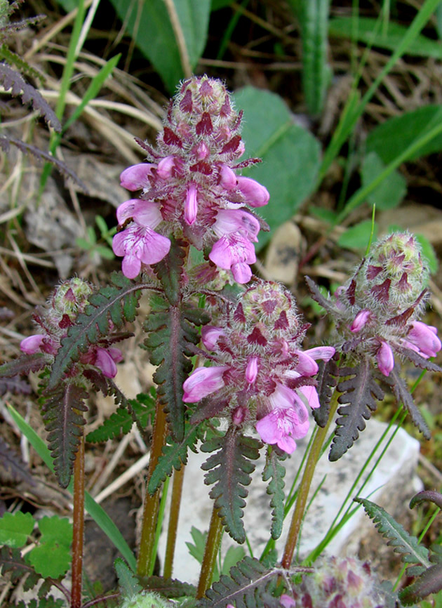 Image of Pedicularis verticillata specimen.