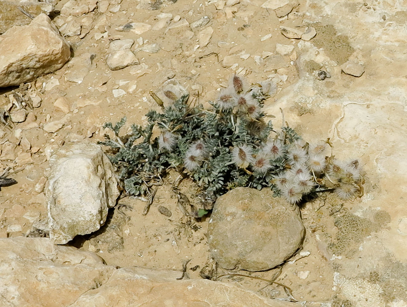 Image of Astragalus amalecitanus specimen.