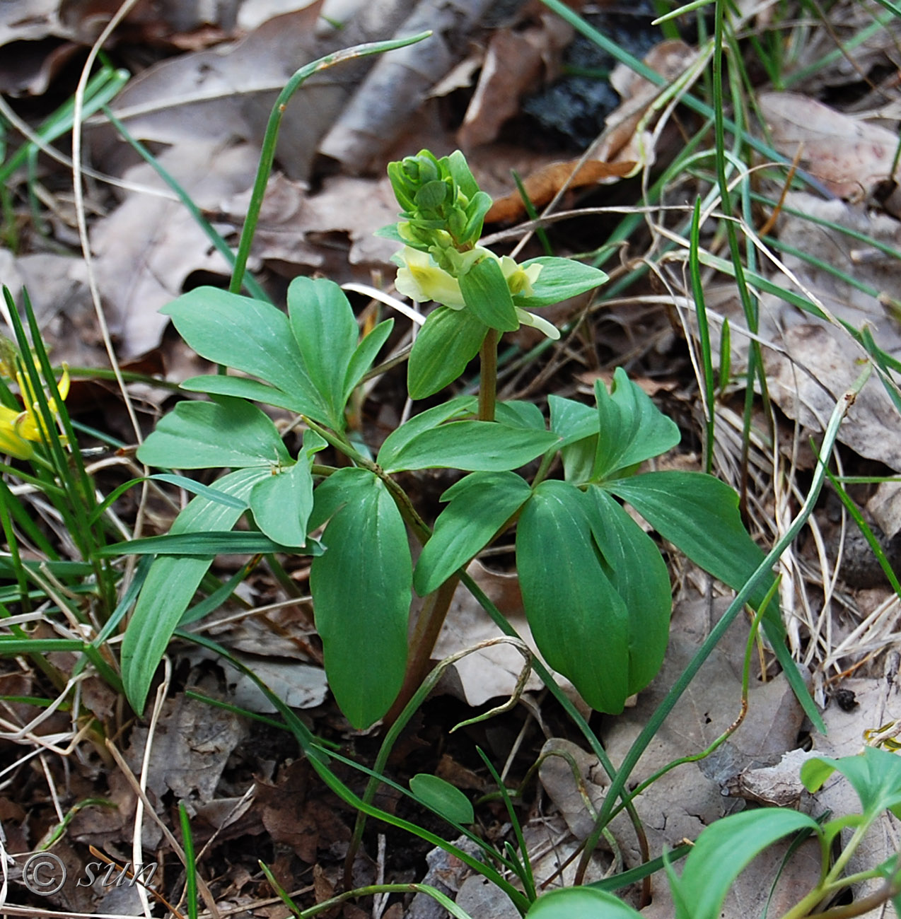 Image of Corydalis marschalliana specimen.