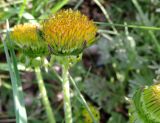 Taraxacum officinale. Аномальное соцветие. Московская обл., ж.-д. станция Люберцы-2, пустырь. 14.05.2015.