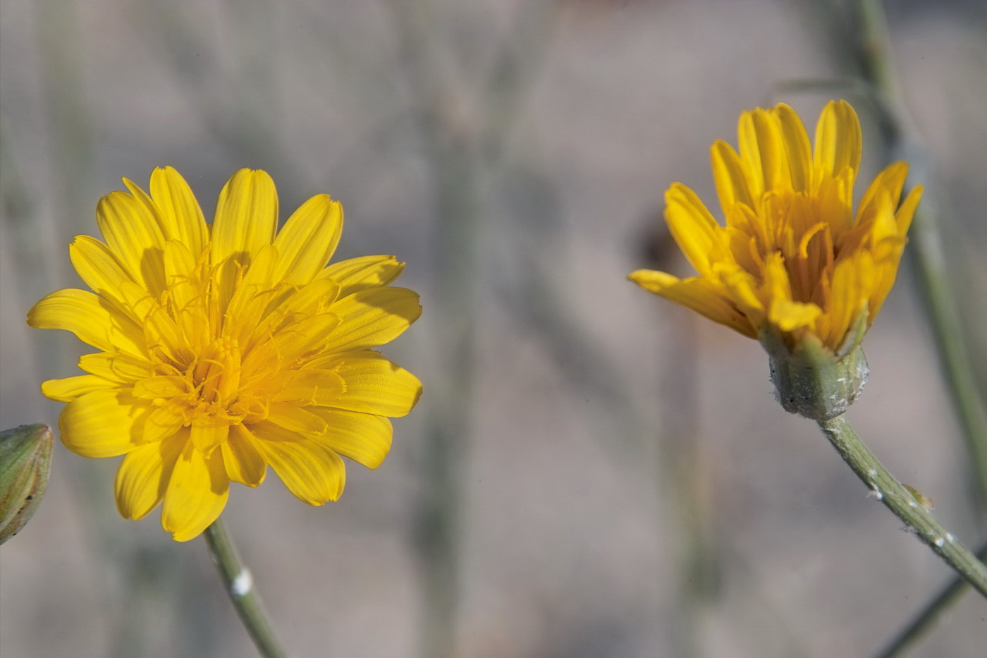 Изображение особи Tragopogon borysthenicus.