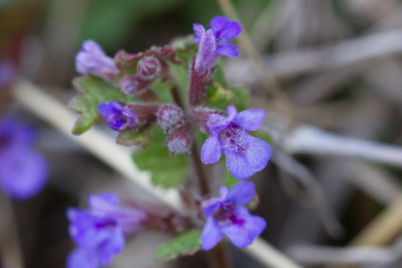 Image of Glechoma hederacea specimen.