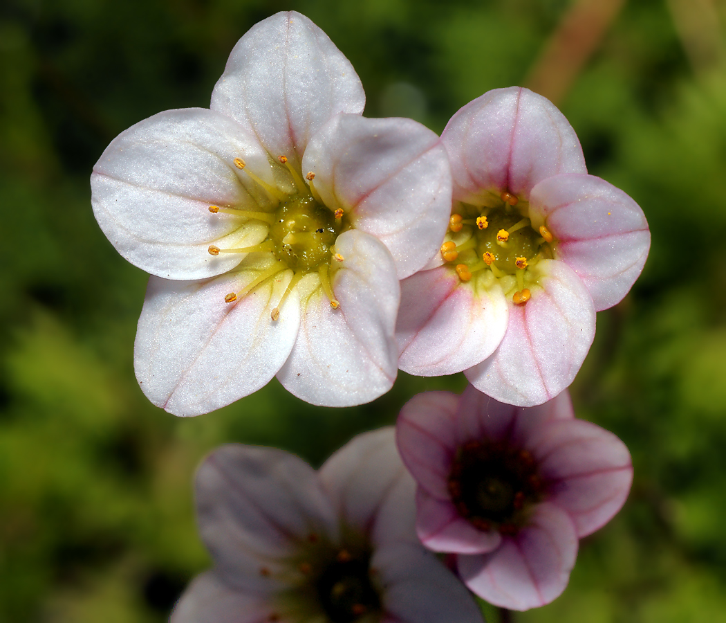 Image of Saxifraga &times; arendsii specimen.