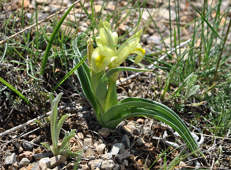 Image of Juno caucasica specimen.