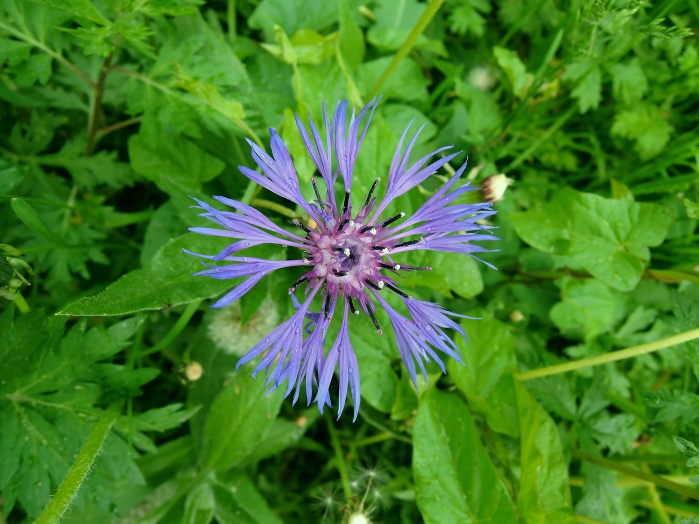 Image of Centaurea montana specimen.