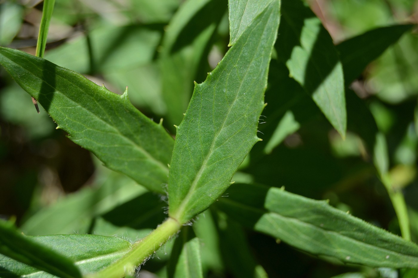 Image of Hieracium scabiosum specimen.