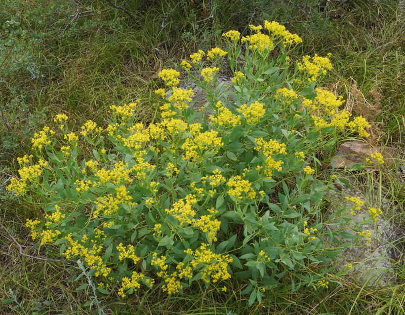 Image of Haplophyllum acutifolium specimen.