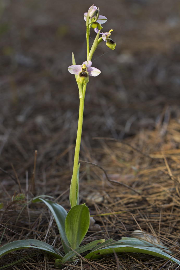 Image of Ophrys tenthredinifera specimen.
