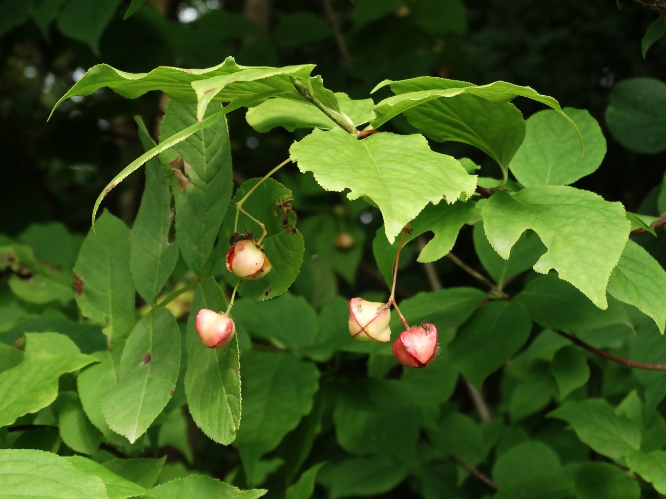 Image of Euonymus maximowiczianus specimen.