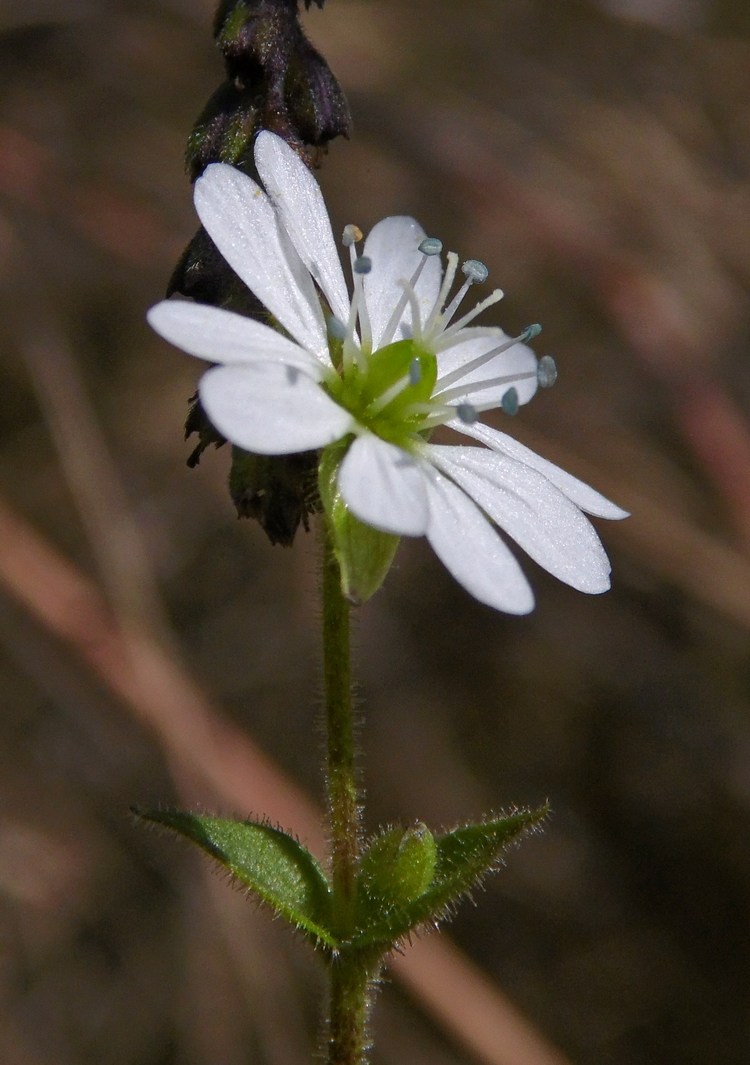 Image of Myosoton aquaticum specimen.