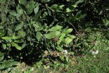 Acokanthera oblongifolia