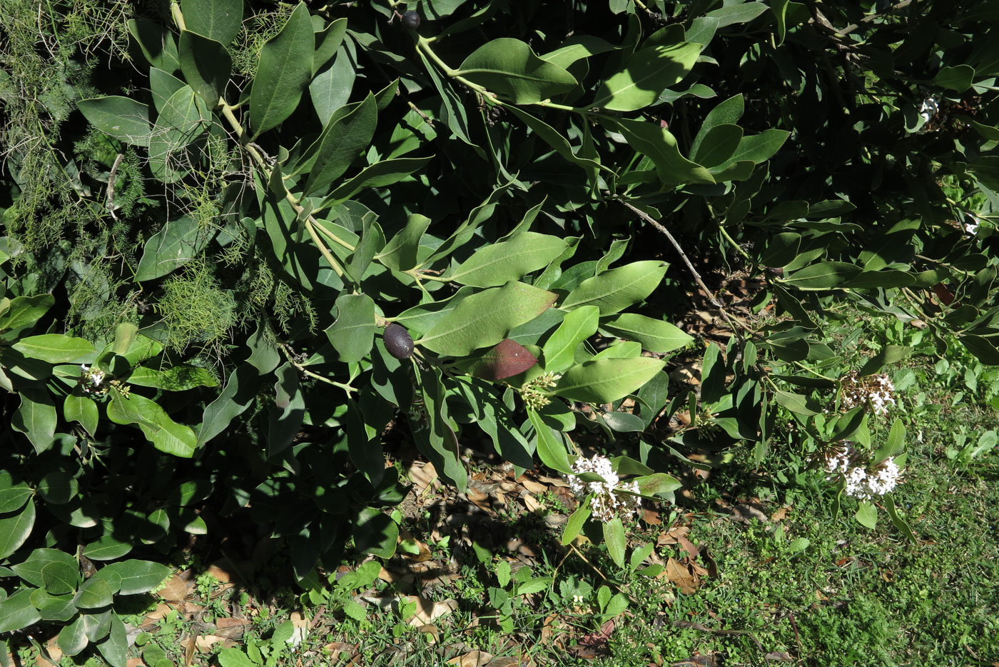 Image of Acokanthera oblongifolia specimen.