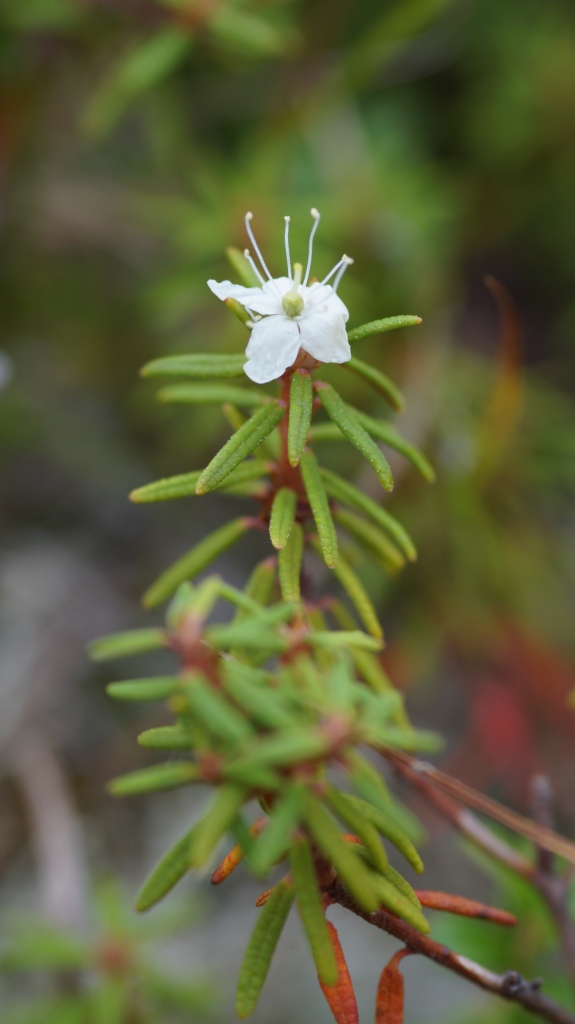 Image of Ledum palustre specimen.