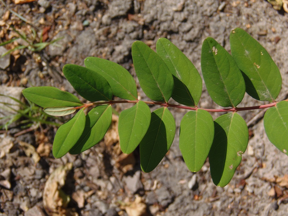 Image of genus Hypericum specimen.