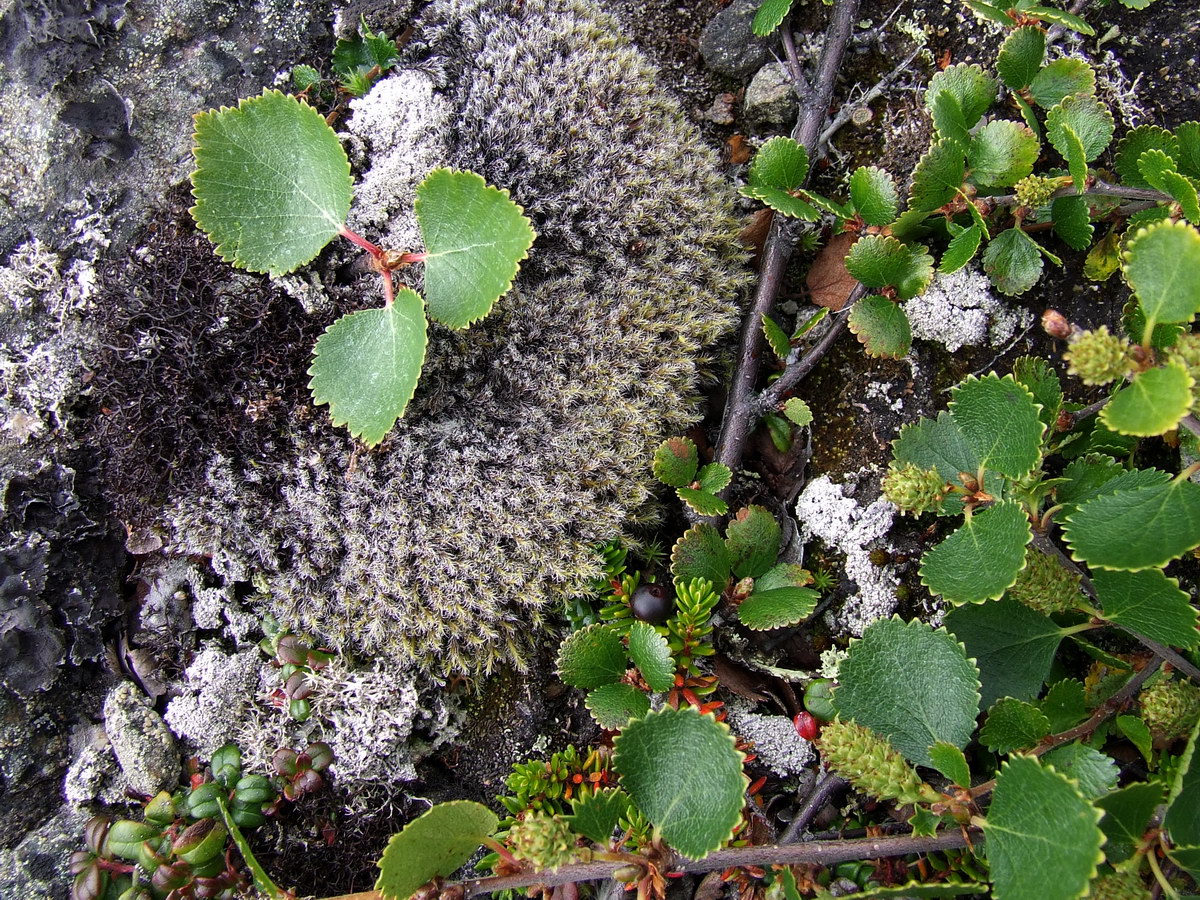 Image of Betula &times; alpestris specimen.