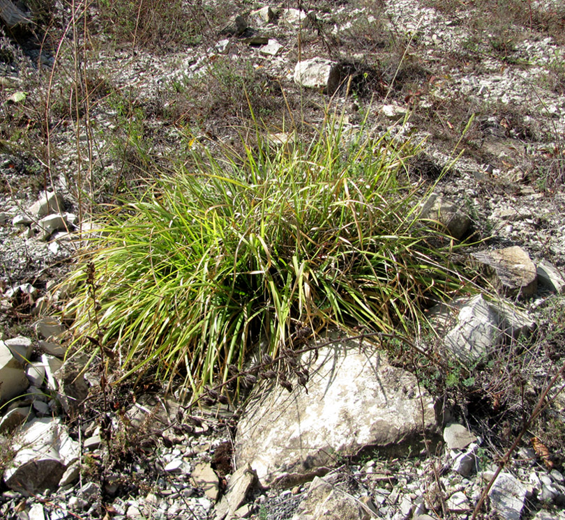 Image of Sesleria alba specimen.