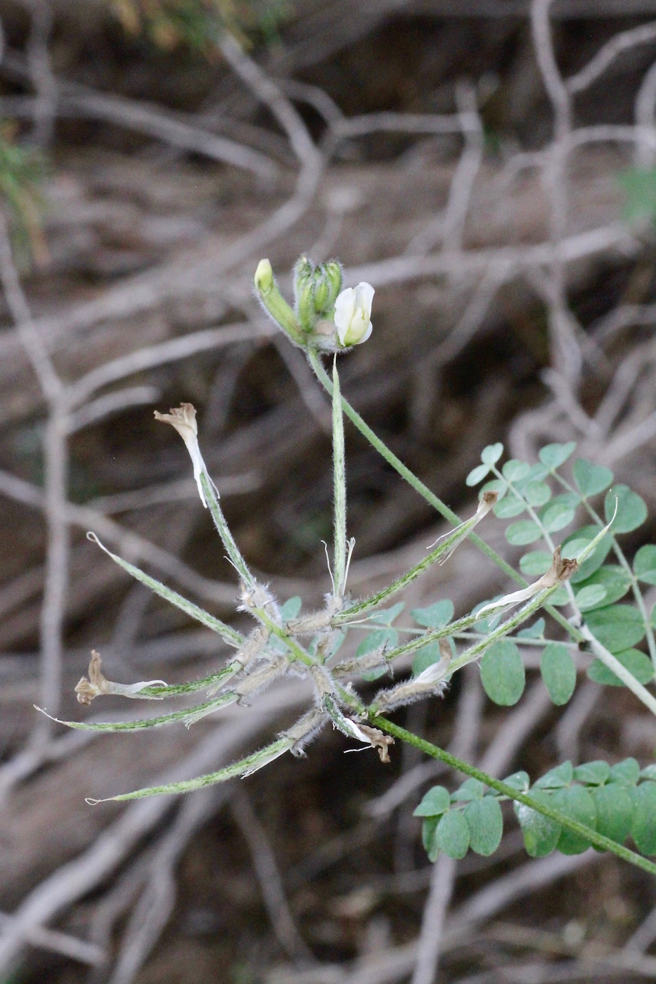 Image of genus Astragalus specimen.