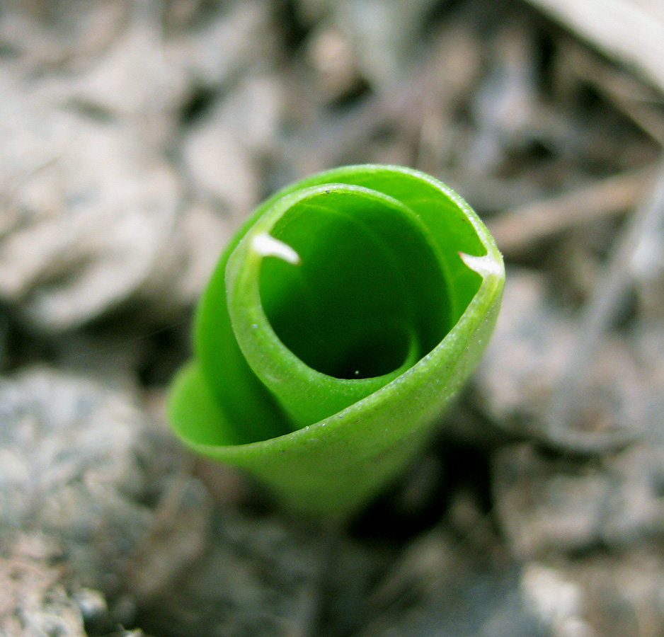 Image of Listera ovata specimen.