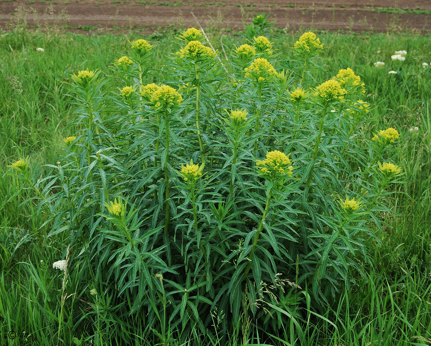 Изображение особи Euphorbia semivillosa.