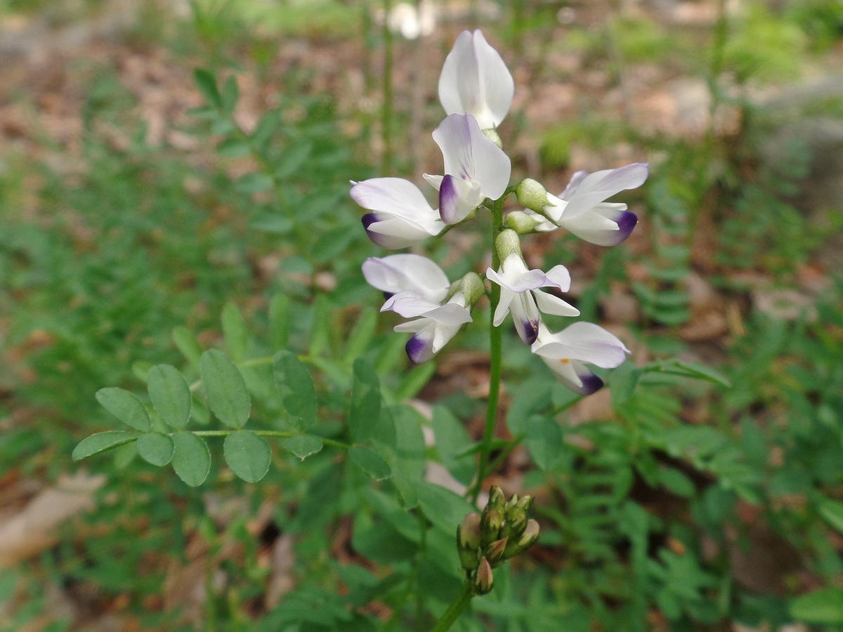 Image of Astragalus alpinus specimen.