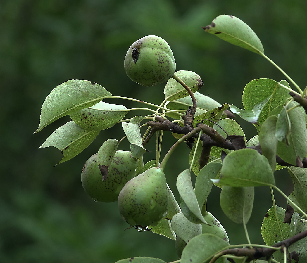 Изображение особи Pyrus communis.