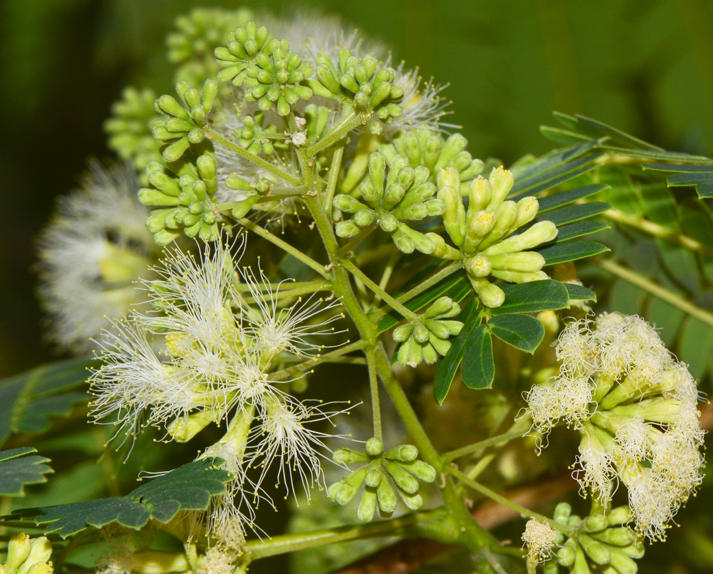 Изображение особи Enterolobium cyclocarpum.