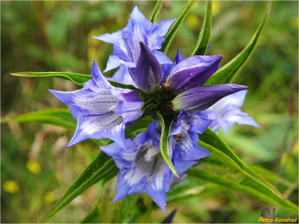 Изображение особи Gentiana asclepiadea.