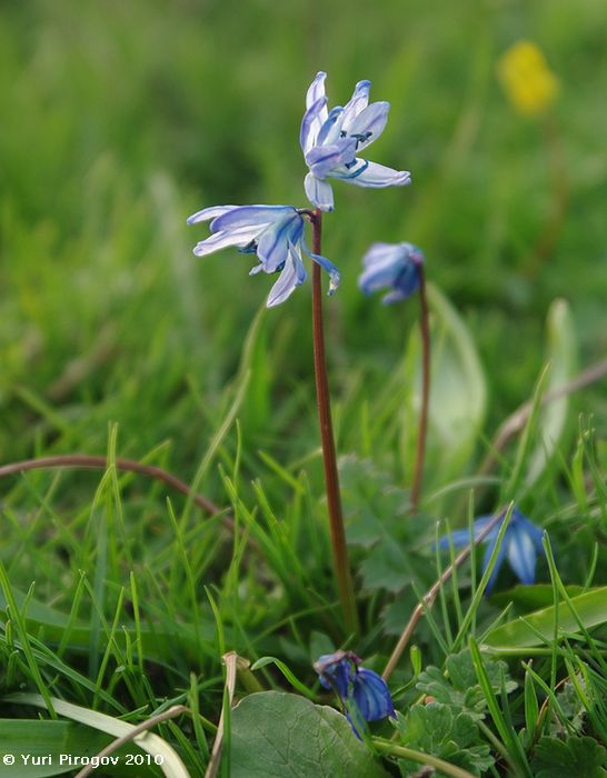 Image of Scilla siberica specimen.