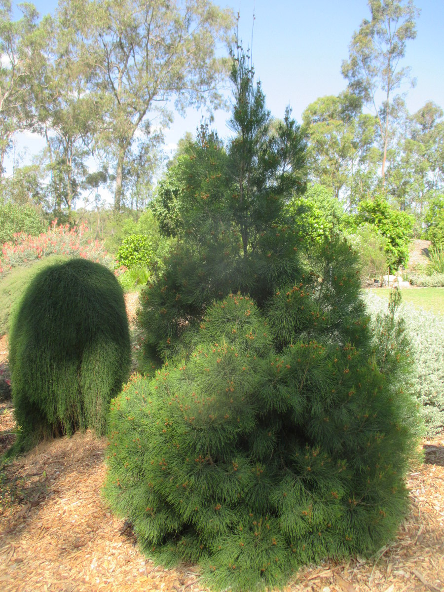 Image of Gymnostoma australianum specimen.