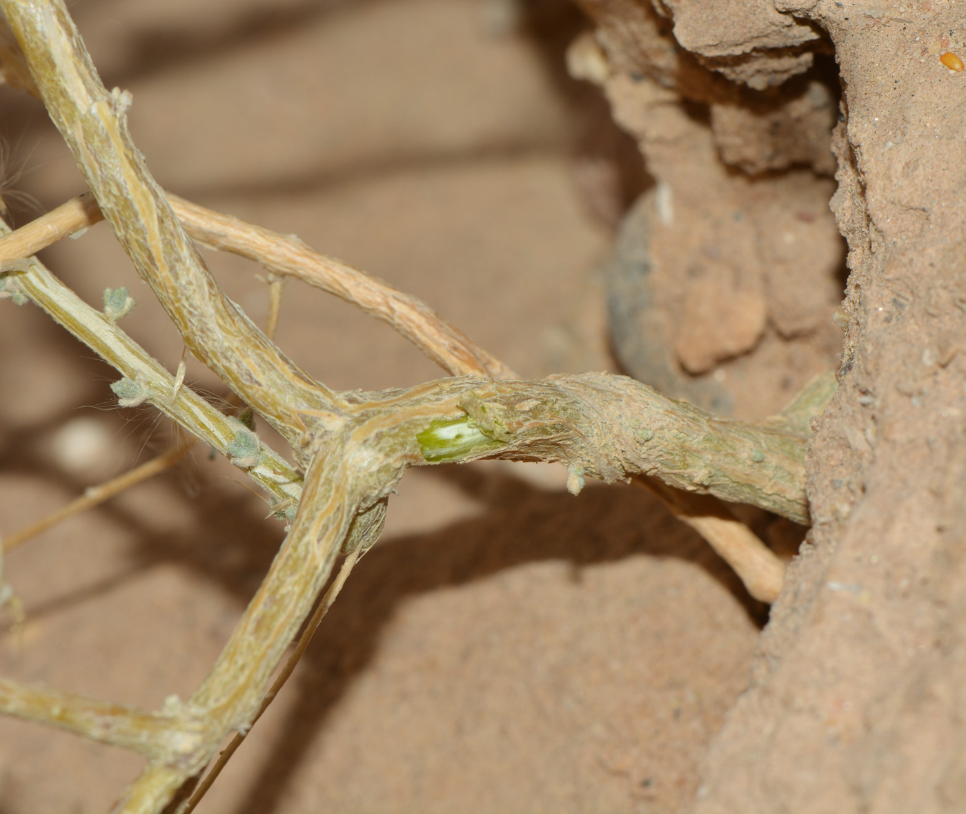 Image of Eremobium aegyptiacum specimen.