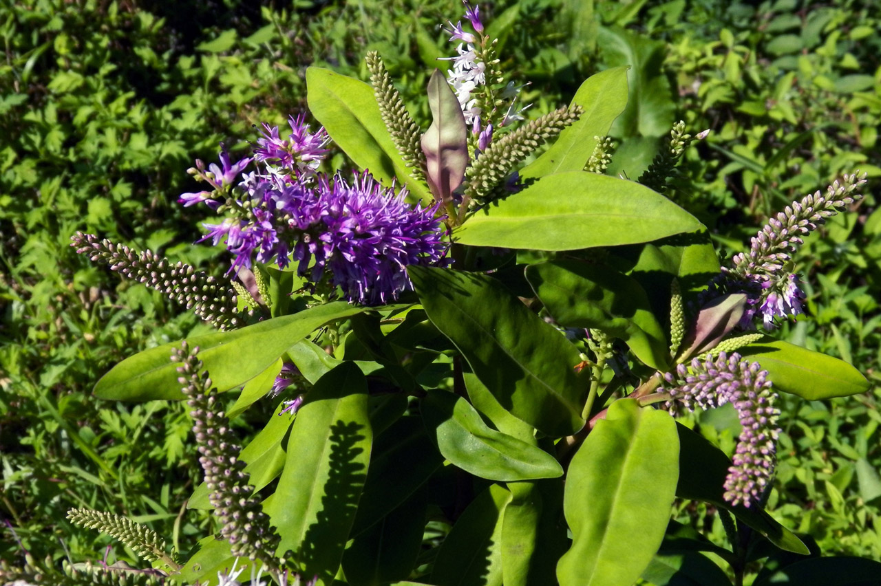 Image of Hebe speciosa specimen.