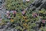 Acanthophyllum herniarioides. Цветущие растения. Таджикистан, Фанские горы, перевал Алаудин, ≈ 3700 м н.у.м., каменистый склон. 05.08.2017.