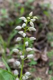 Cephalanthera longifolia