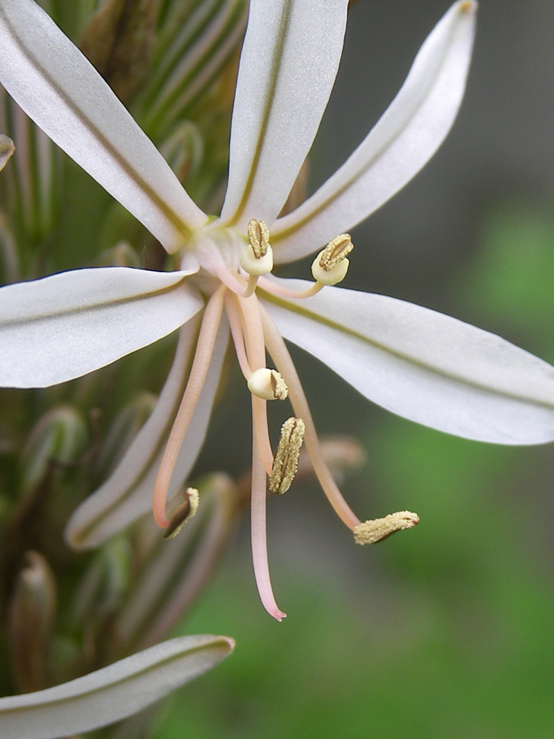 Image of Asphodeline damascena specimen.