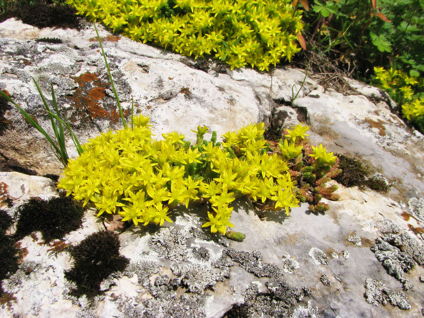 Image of Sedum acre specimen.