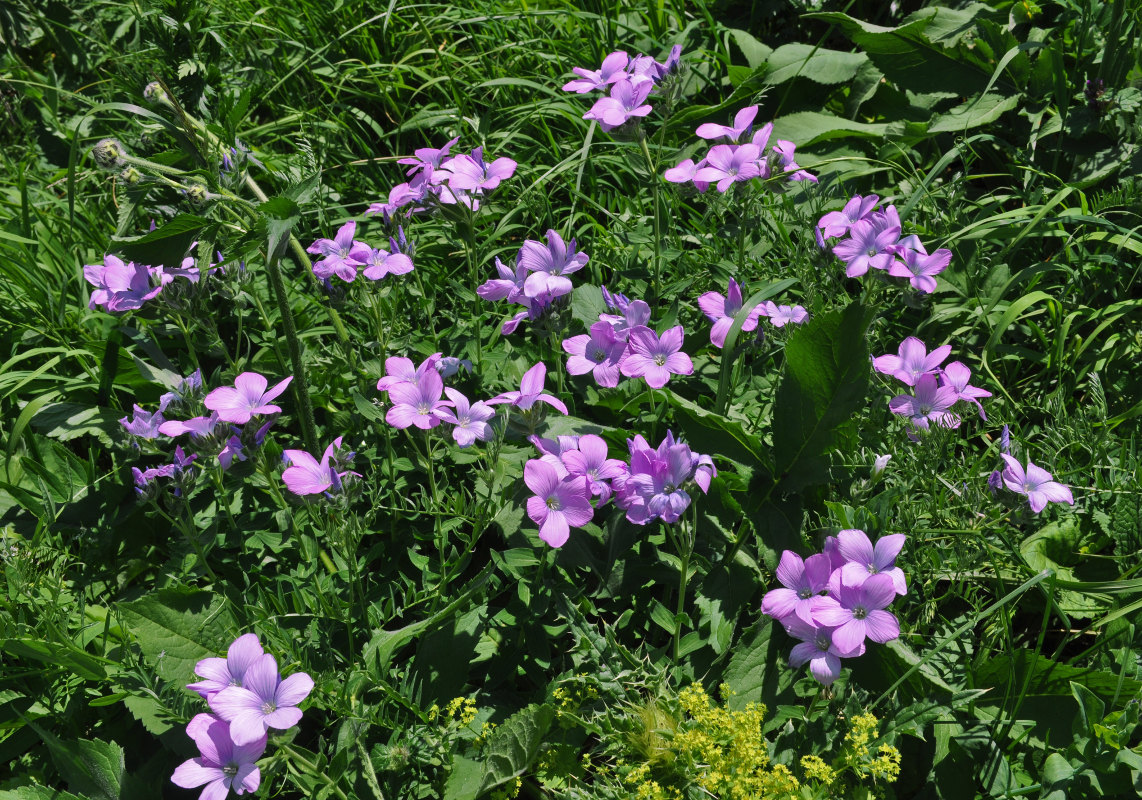 Image of Linum hypericifolium specimen.