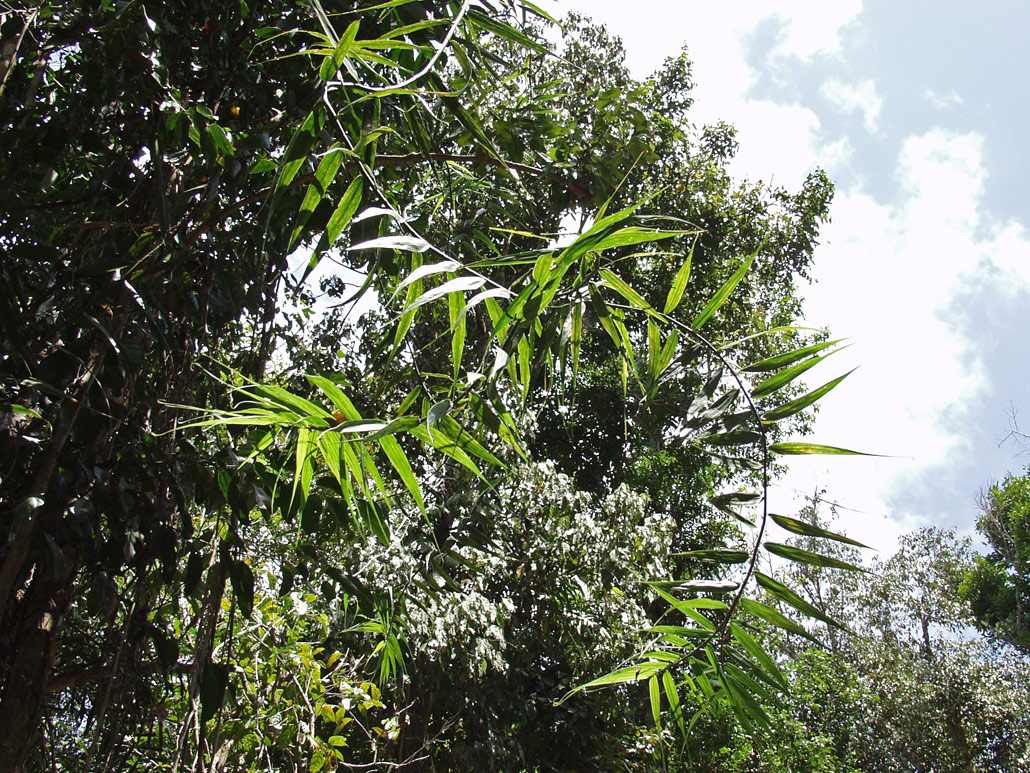 Image of Flagellaria indica specimen.