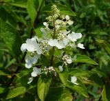 Hydrangea paniculata