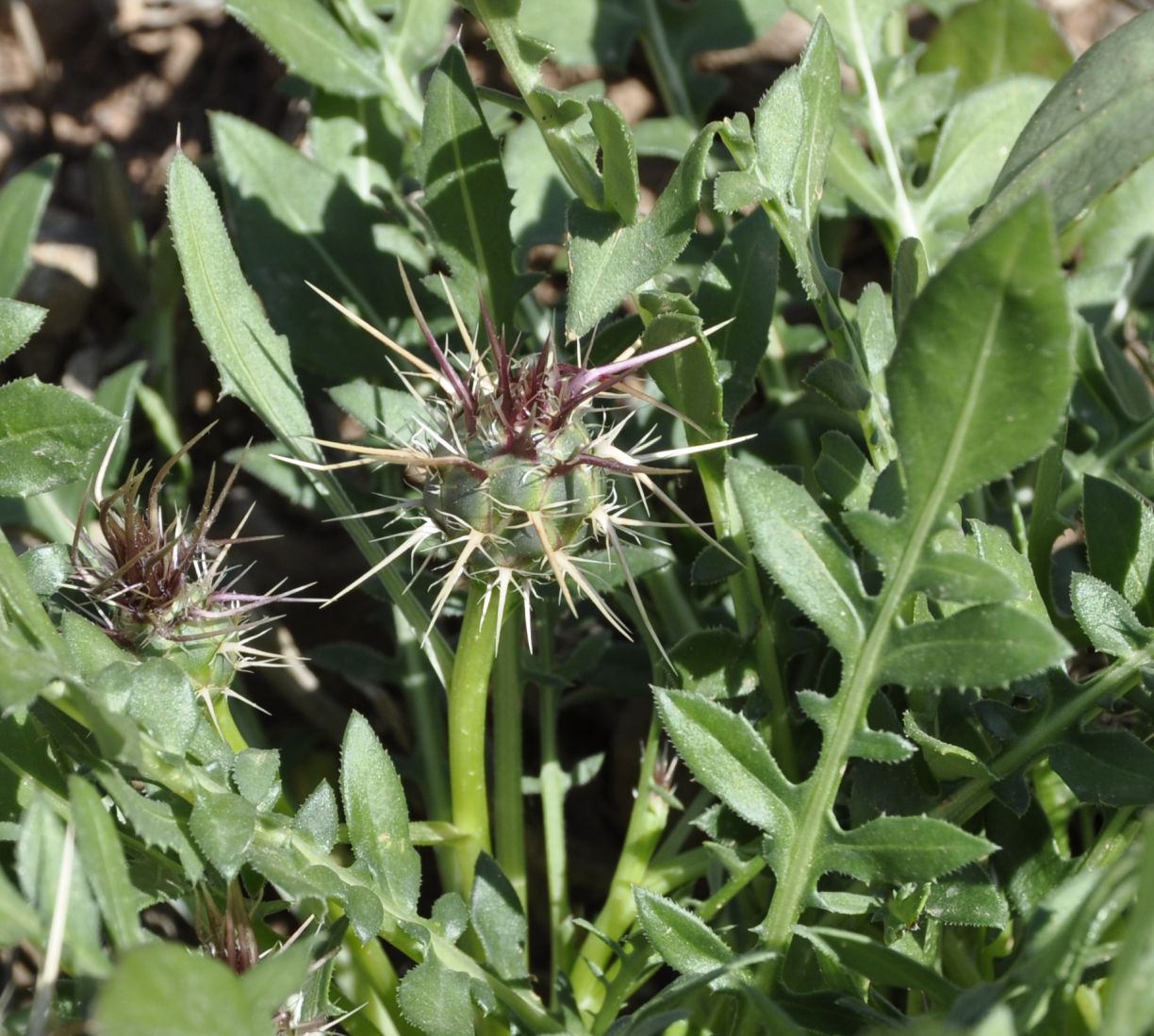 Image of Centaurea raphanina ssp. mixta specimen.