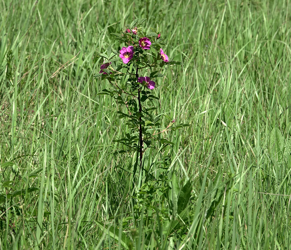 Изображение особи Rosa cinnamomea.