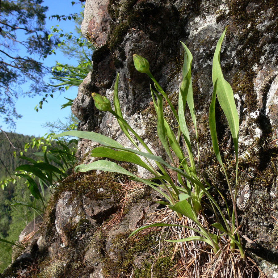 Image of Scorzonera glabra specimen.