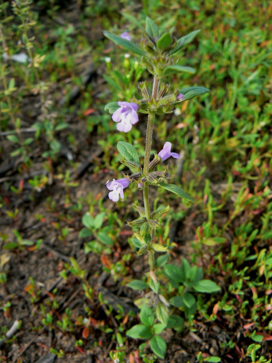 Image of Ziziphora acinos specimen.