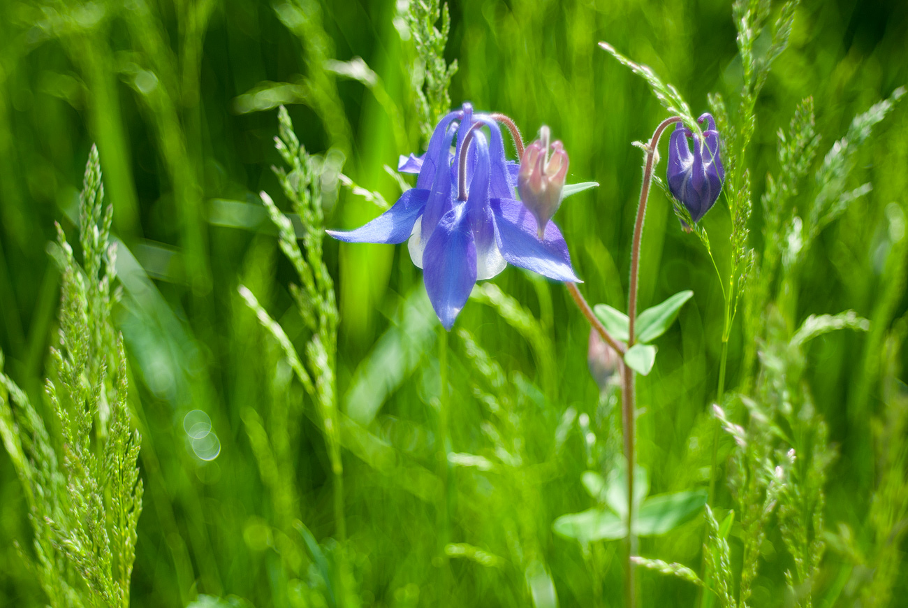 Изображение особи Aquilegia sibirica.