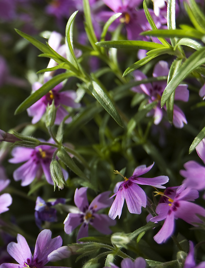 Image of Phlox subulata specimen.