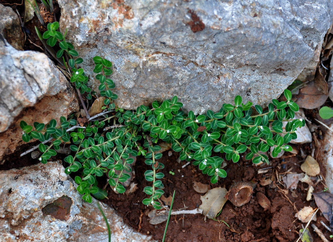 Image of Euphorbia dimorphocaulon specimen.